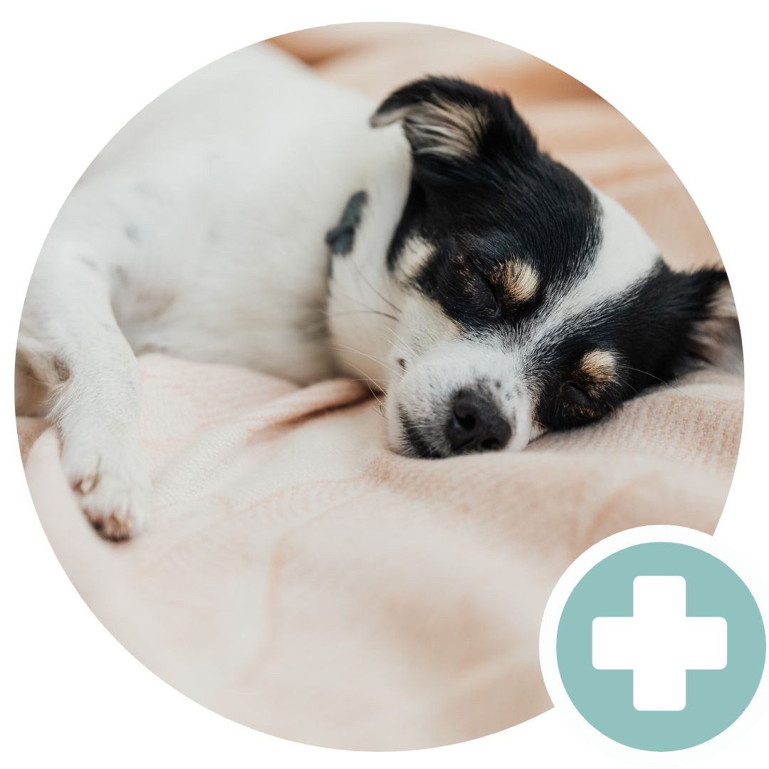 Pet first aid