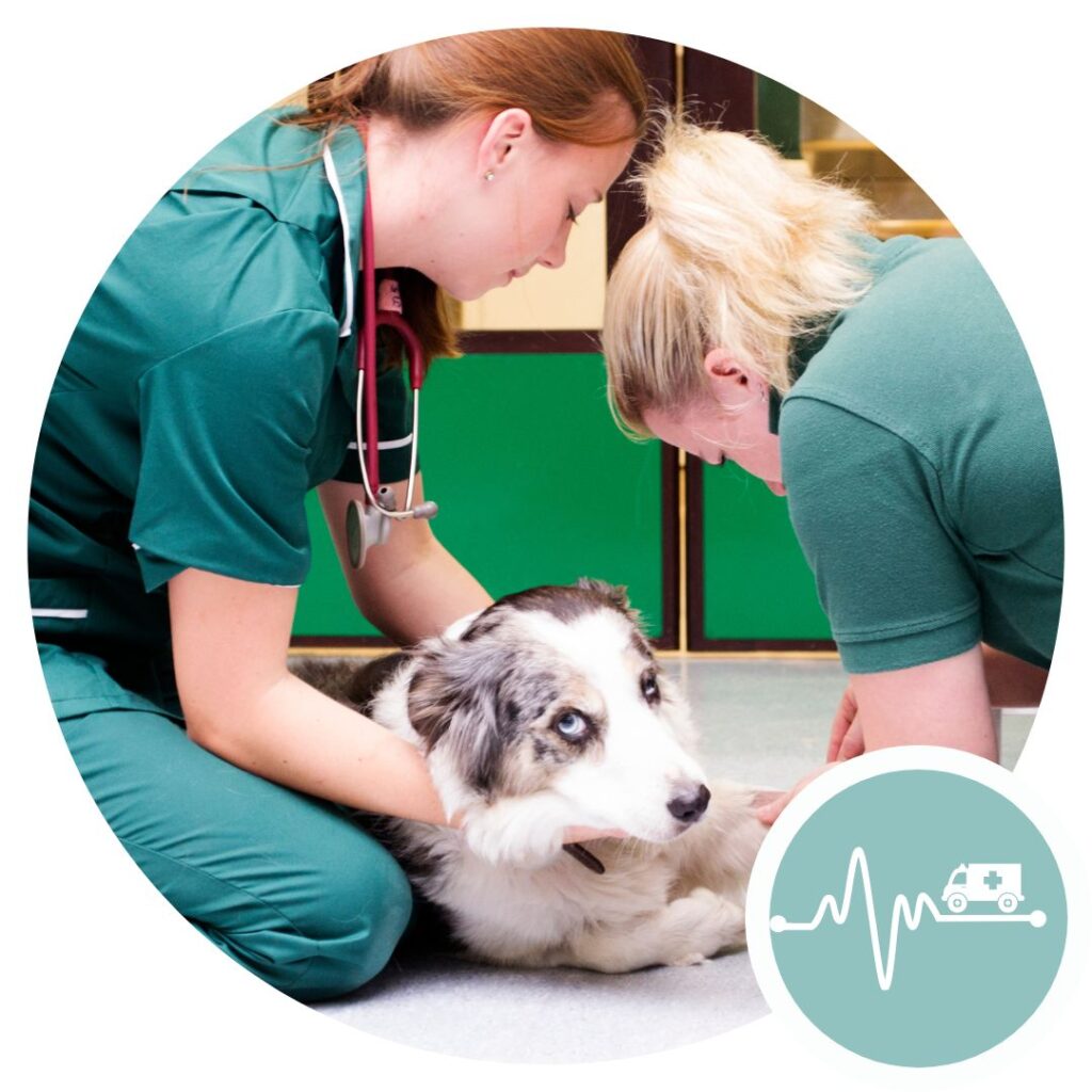 Handle veterinary emergency situations